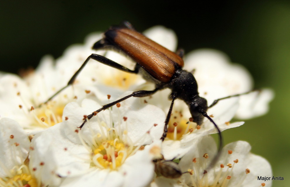 Stictoleptura fulva - vörhenyes virágcincér