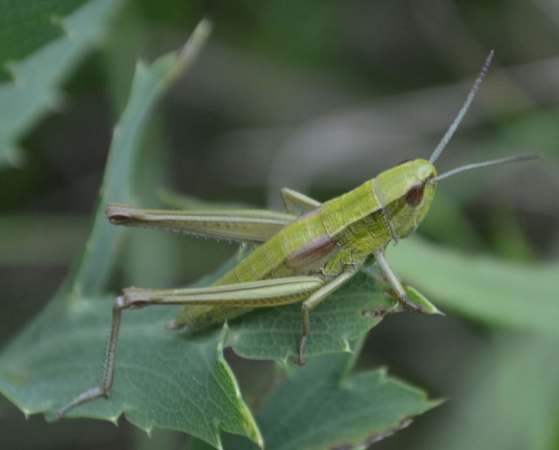 Euthystira brachyptera - smaragdzöld sáska
