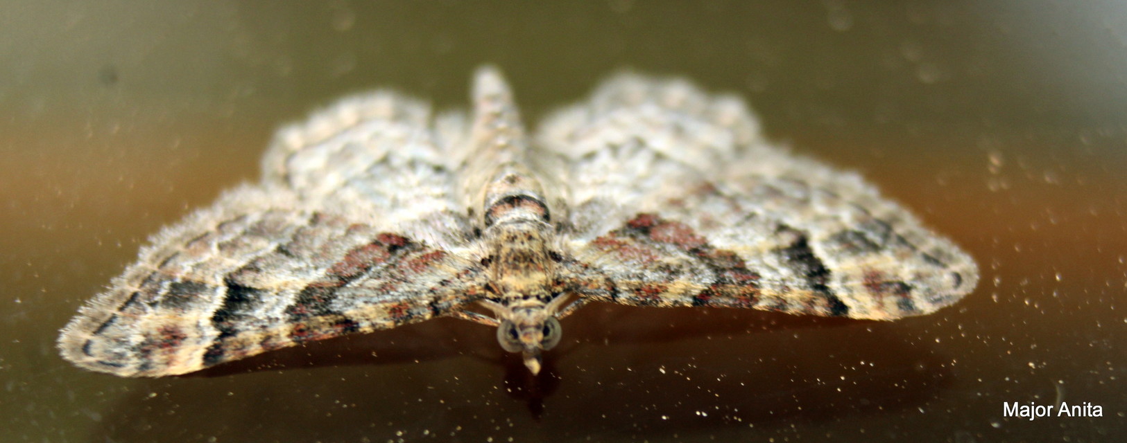 Gymnoscelis rufifasciata - vöröscsíkos törpearaszoló