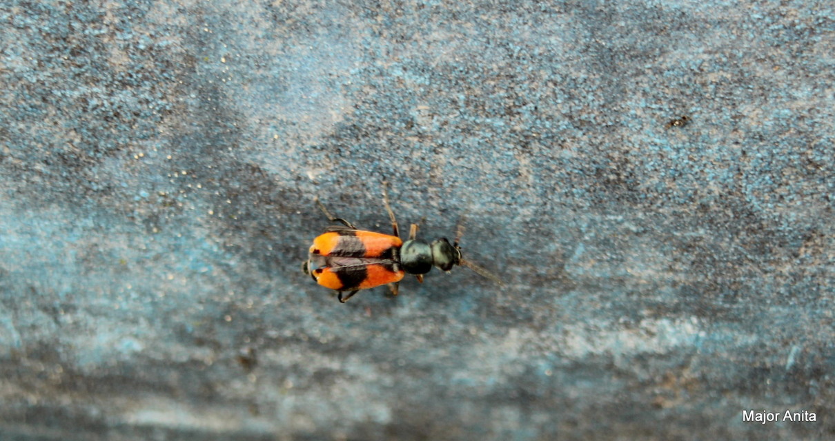 Anthocomus equestris - kétszínű bibircsesbogár