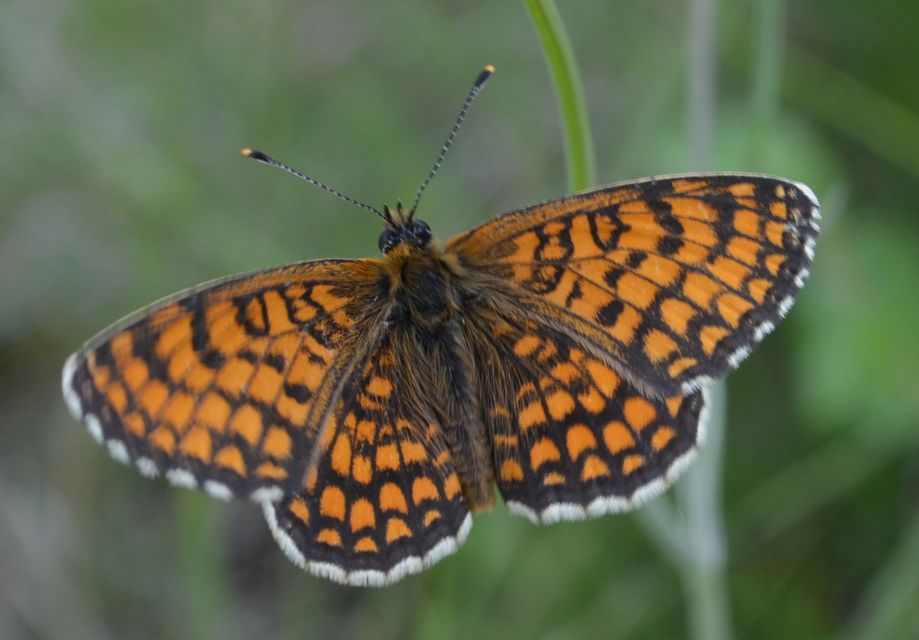 Melitaea athalia - közönséges tarkalepke
