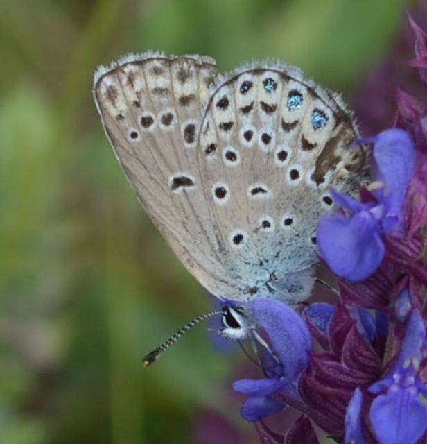 Plebejus argyrognomon - tintakék boglárka