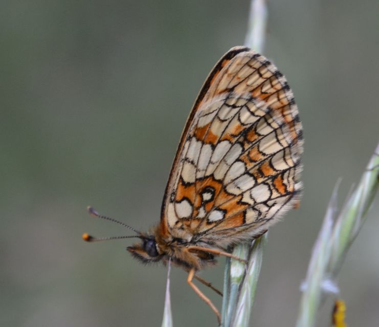 Melitaea athalia - közönséges tarkalepke