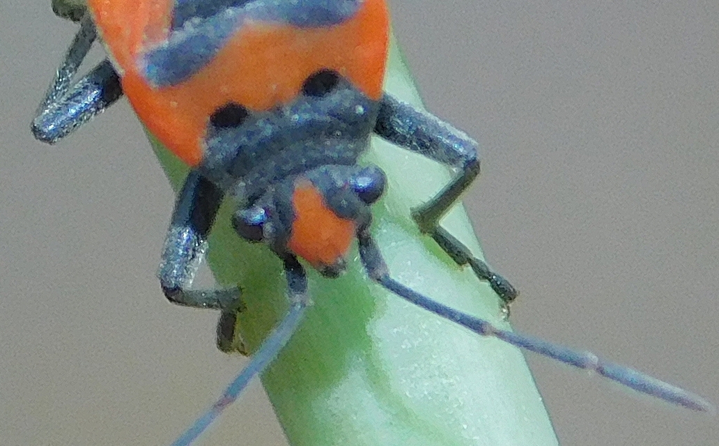 Lygaeus equestris/simulans