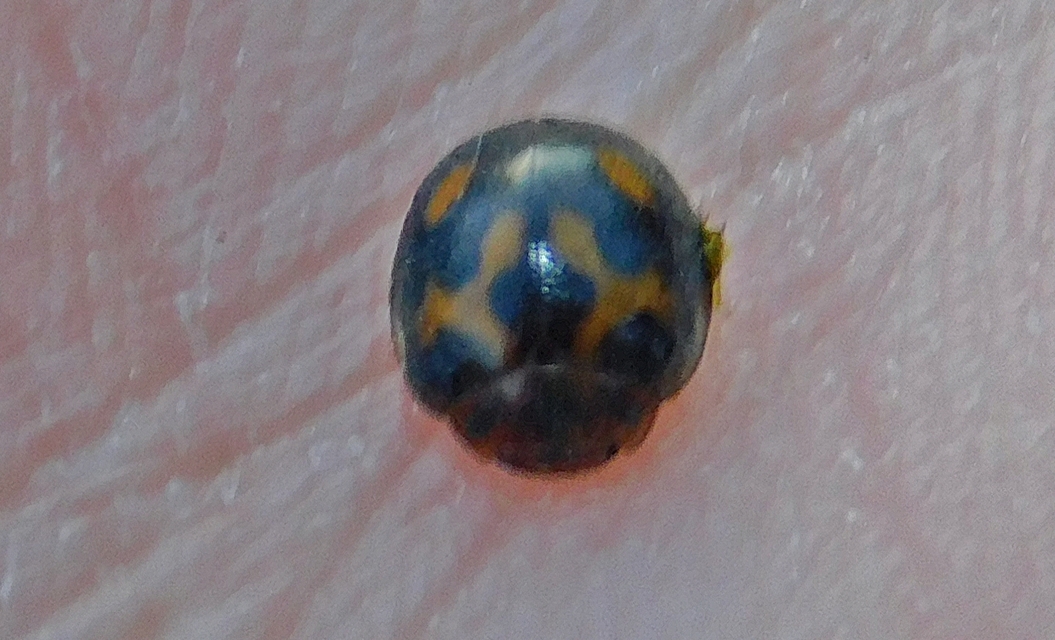 Subcoccinella vigintiquatuorpunctata - lucernaböde