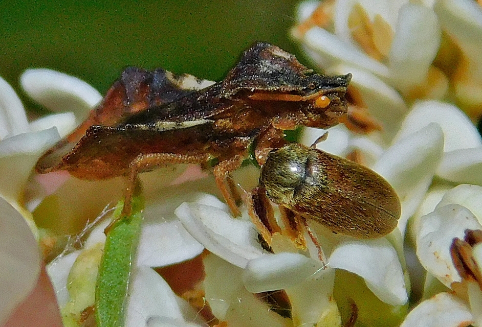 Phymata crassipes - fogólábú poloska