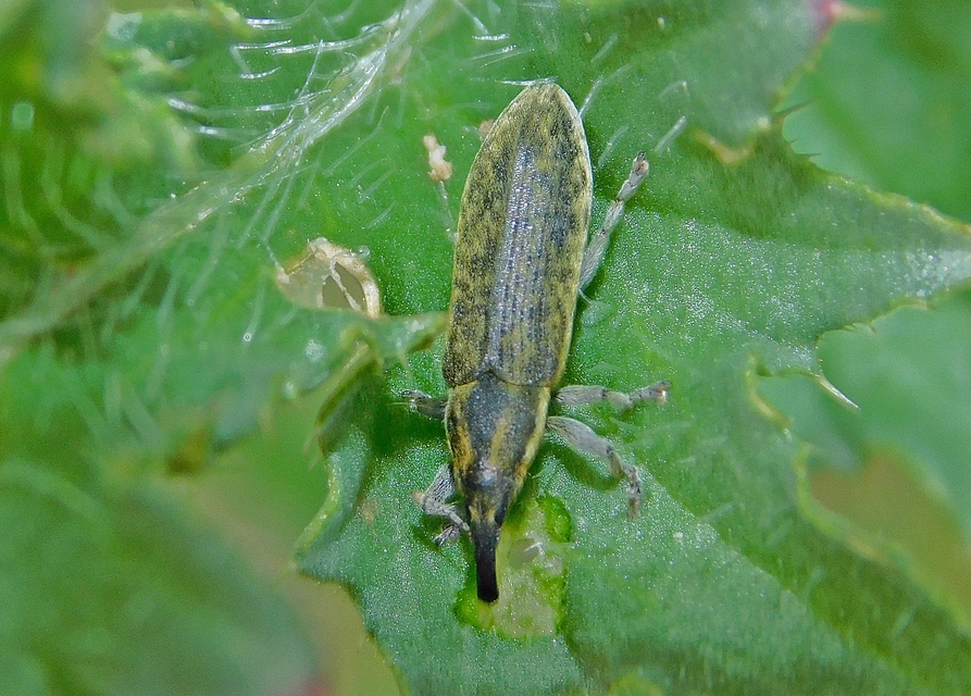 Lixus filiformis - karcsú dudvabarkó