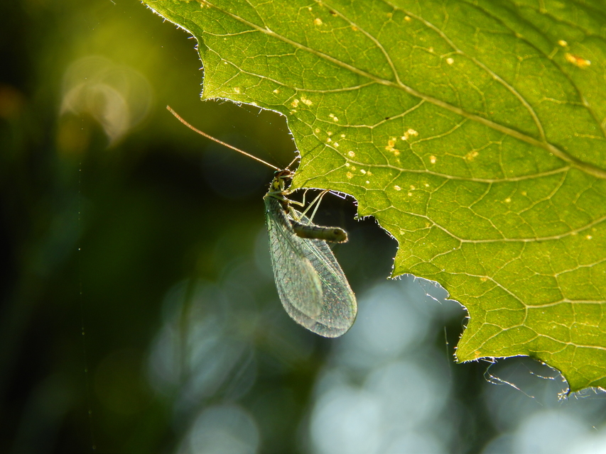 Chrysopidae - zöldfátyolkák
