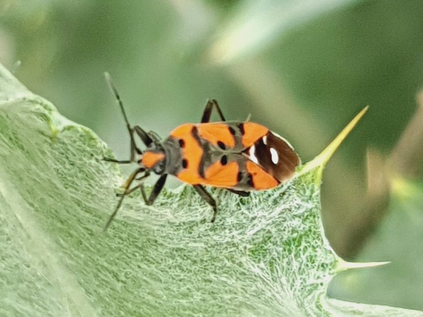 Lygaeus equestris/simulans