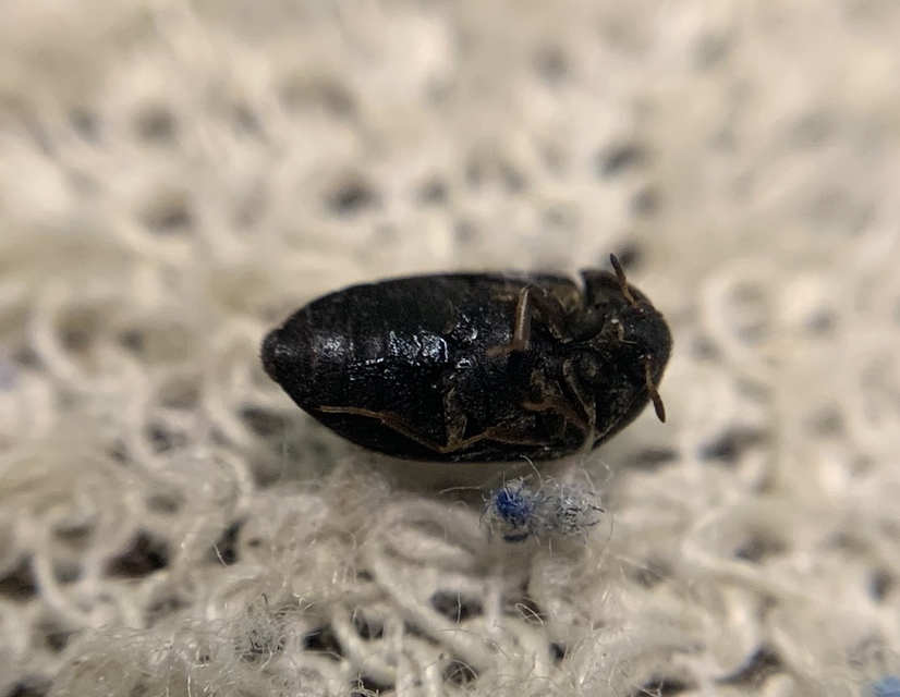 Attagenus schaefferi - fekete szűcsbogár
