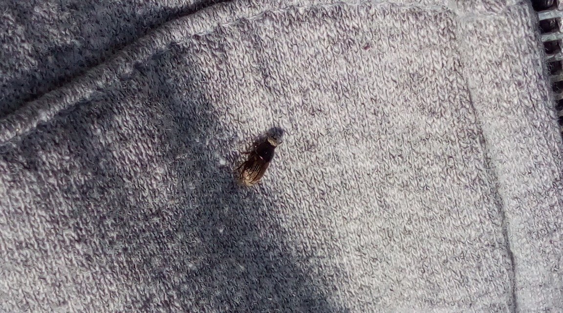 Aphodius
