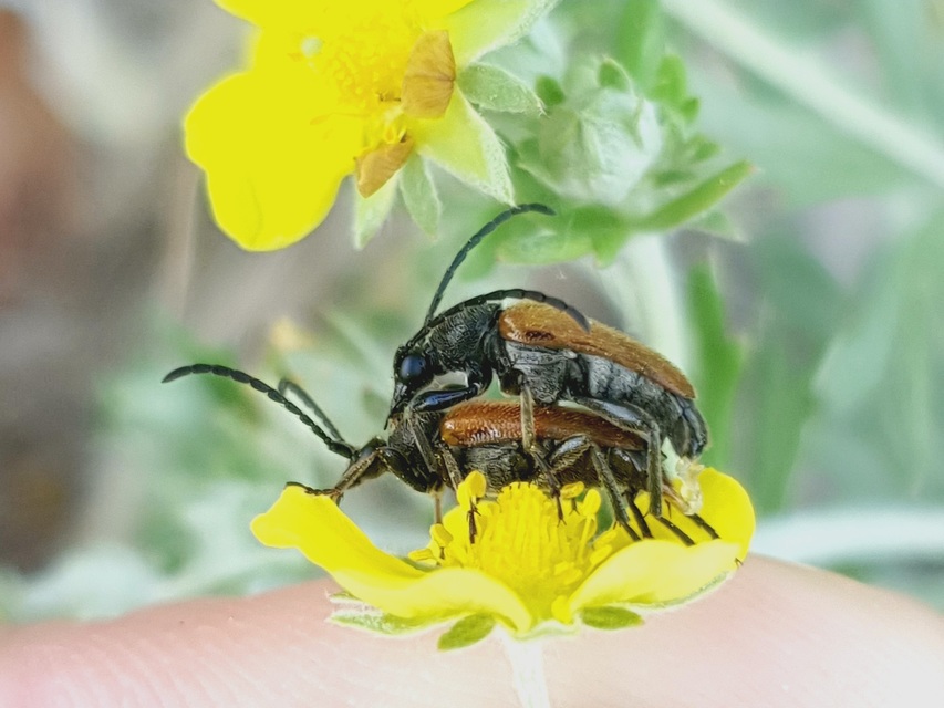 Pseudovadonia livida - barnás virágcincér
