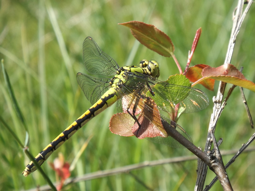 Ophiogomphus cecilia - zöld folyami-szitakötő