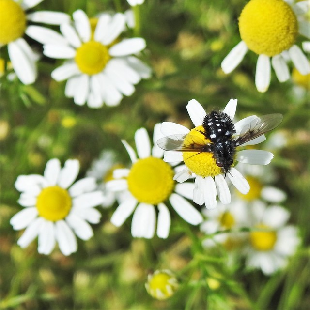 Bombylella atra - ezüstpettyes pöszörlégy