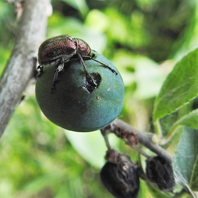 Rhynchites auratus - aranyos eszelény Rhynchites auratus - aranyos eszelény