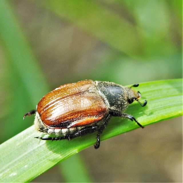 Anisoplia tempestiva - gabonaszipoly