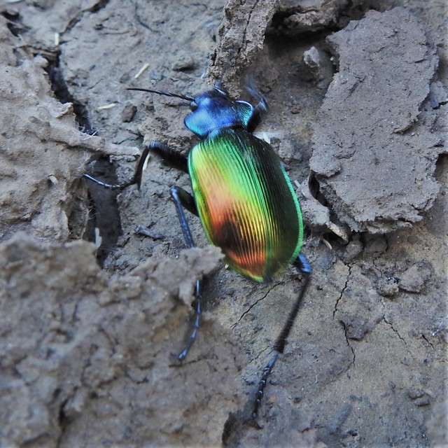 Calosoma sycophanta - aranyos bábrabló