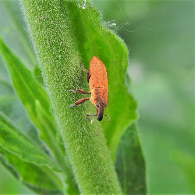 Lixus brevipes - vaskosorrú dudvabarkó