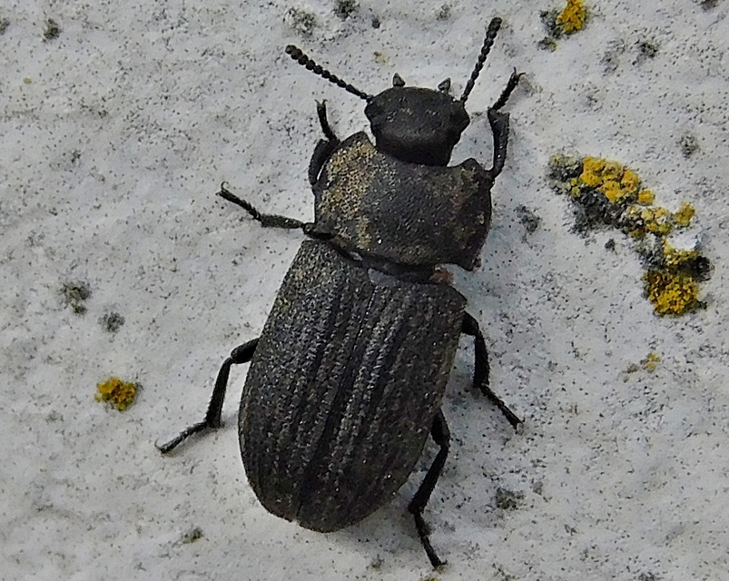 Gonocephalum granulatum pusillum