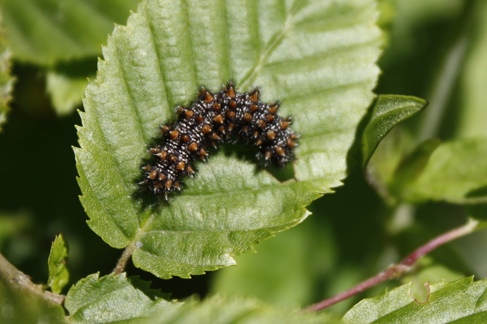 Melitaea athalia/aurelia/britomartis