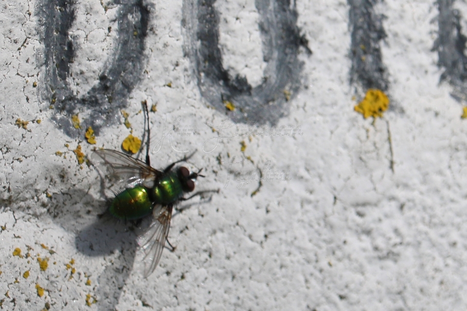 Gymnocheta viridis - aranyzöld fürkészlégy