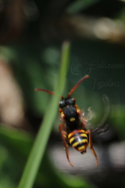 Nomada