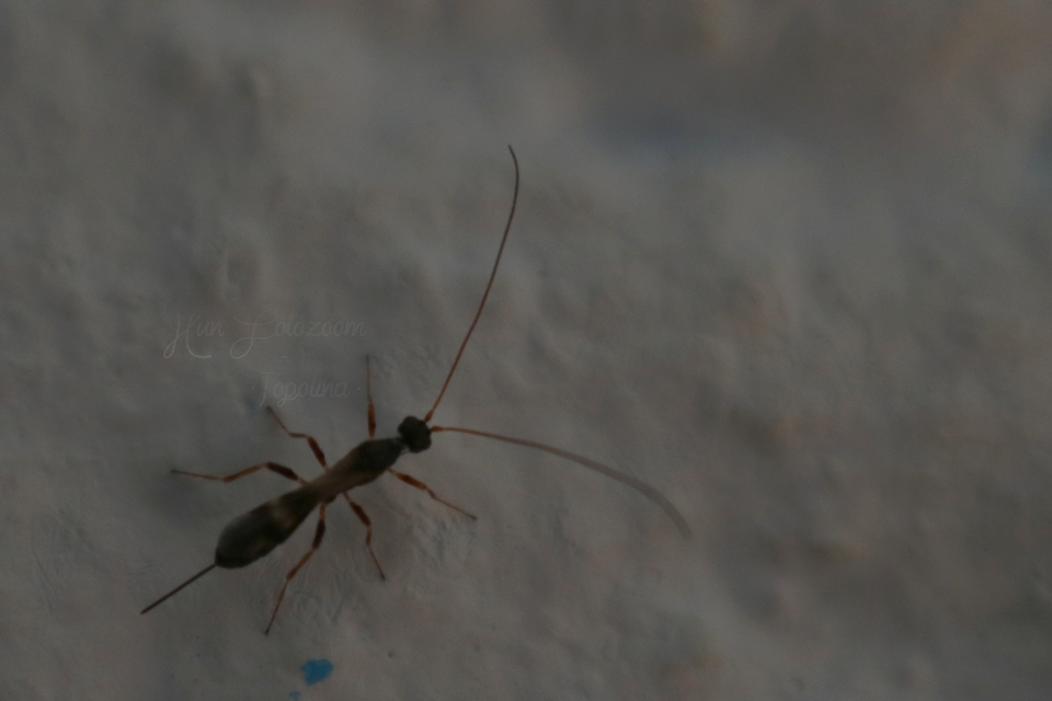 Braconidae - gyilkosfürkészek