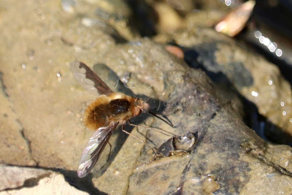 Bombylius major - szegélyes pöszörlégy
