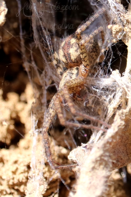 Tegenaria ferruginea - hegyi zugpók