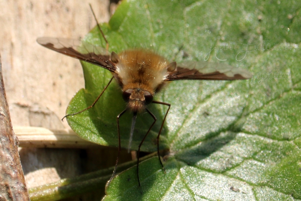 Bombylius major - szegélyes pöszörlégy