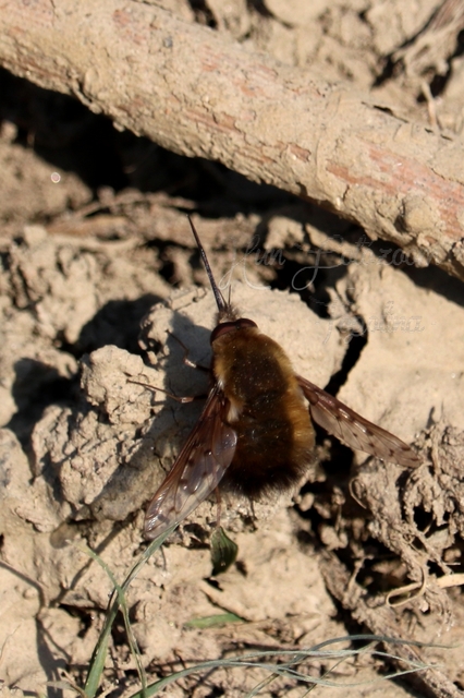 Bombylius discolor - feketefarú pöszörlégy