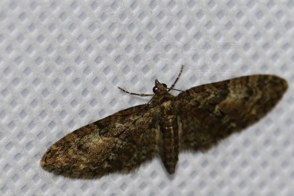 Eupithecia abbreviata - korai törpearaszoló