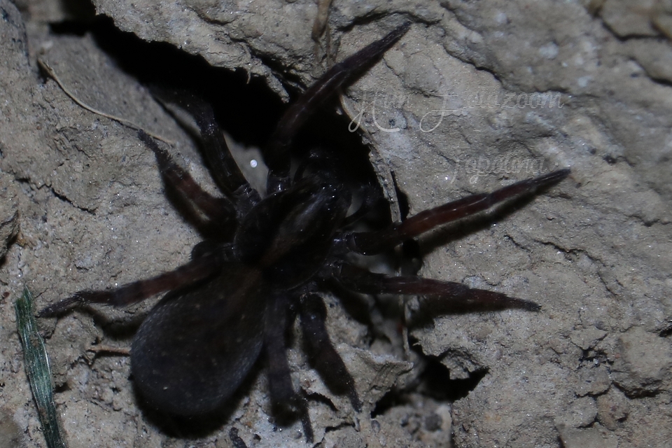 Trochosa