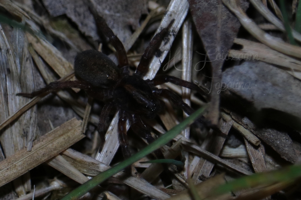 Trochosa