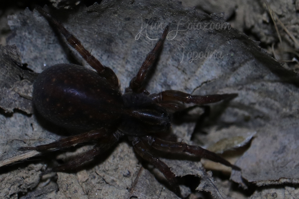 Trochosa