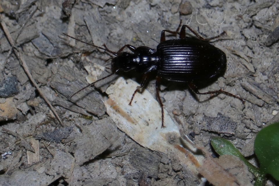 Limodromus assimilis - vöröslábú kisfutó