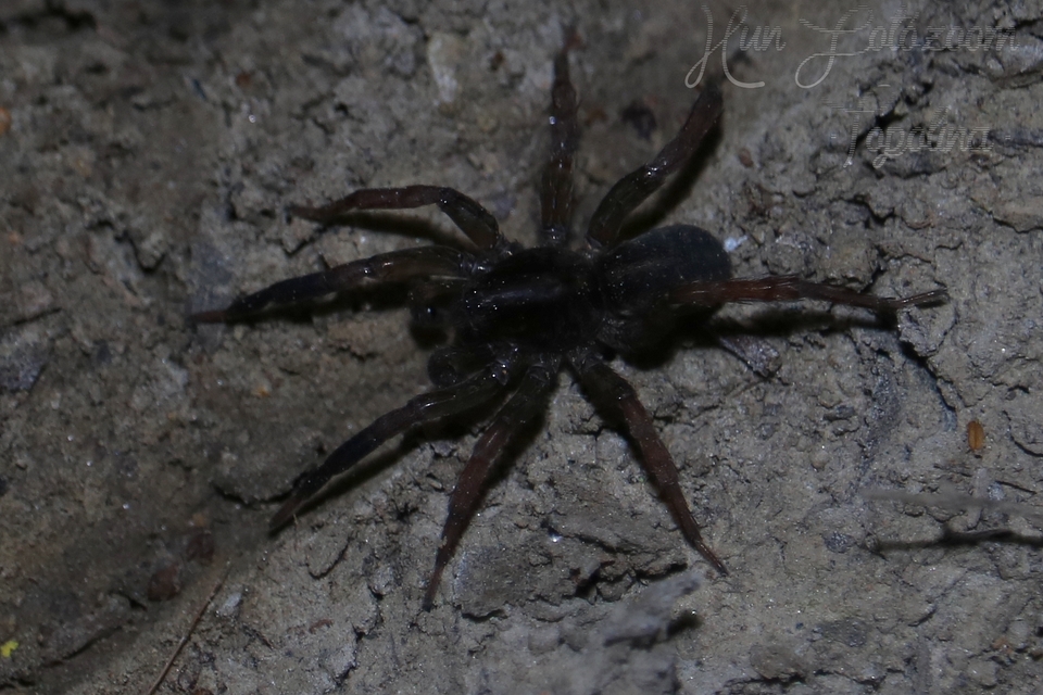 Trochosa