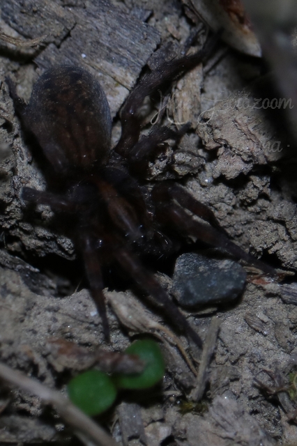 Trochosa