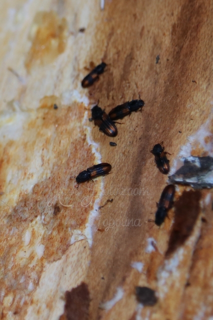 Bitoma crenata - szalagos héjbogár