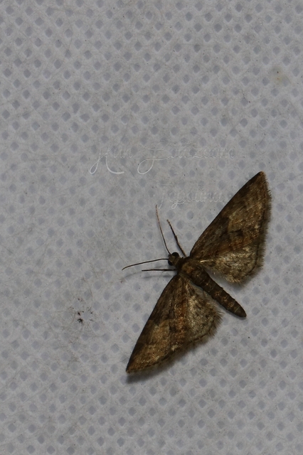 Eupithecia abbreviata - korai törpearaszoló