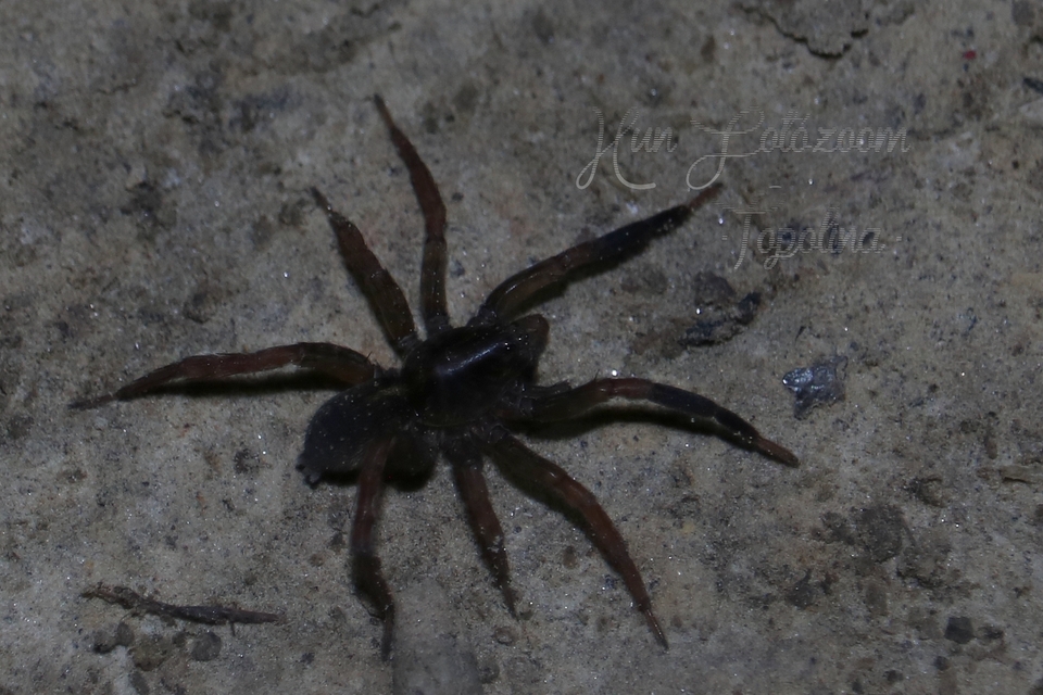 Trochosa