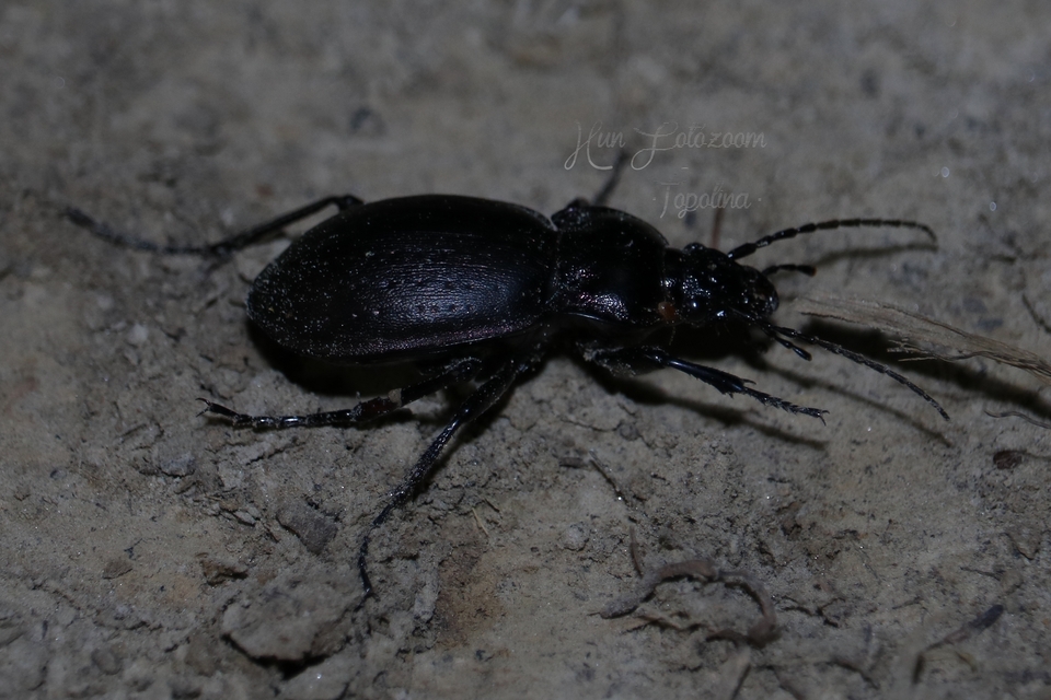 Carabus nemoralis - ligeti futrinka