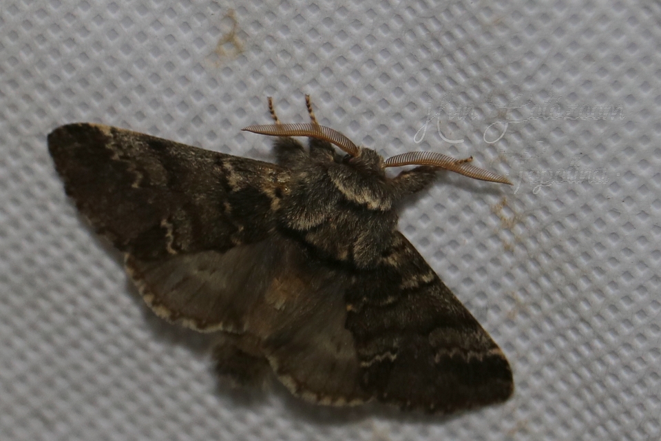 Drymonia ruficornis - cserfa-púposszövő
