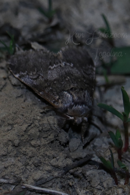 Drymonia ruficornis - cserfa-púposszövő