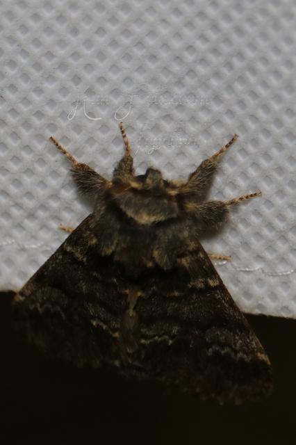 Drymonia ruficornis - cserfa-púposszövő