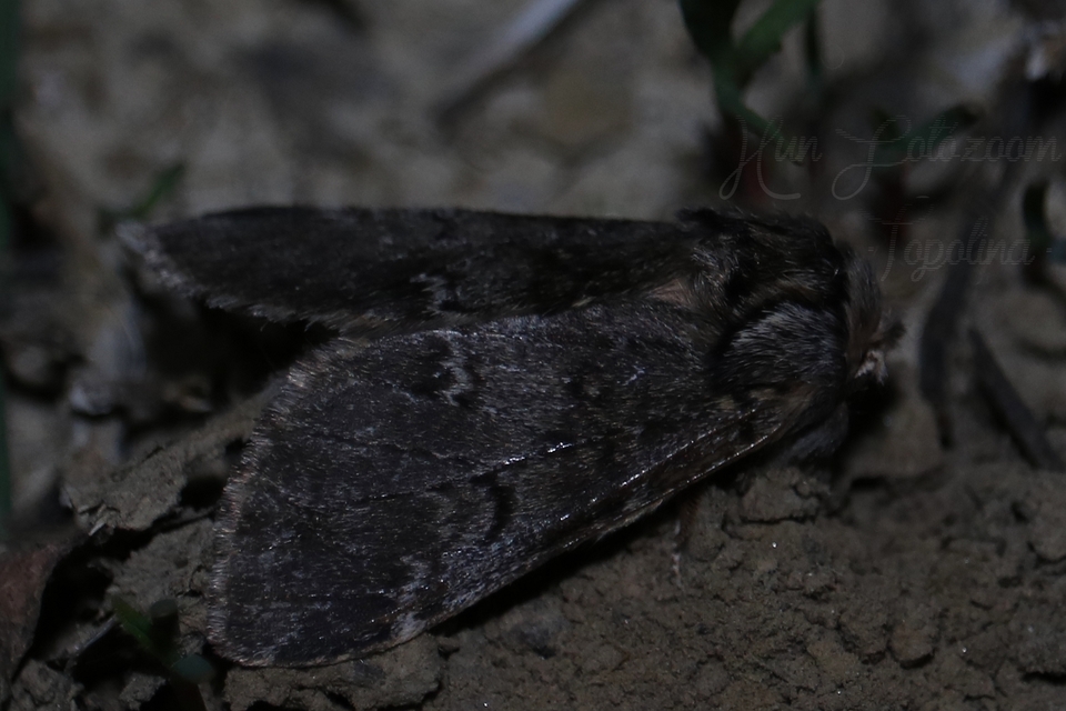 Drymonia ruficornis - cserfa-púposszövő