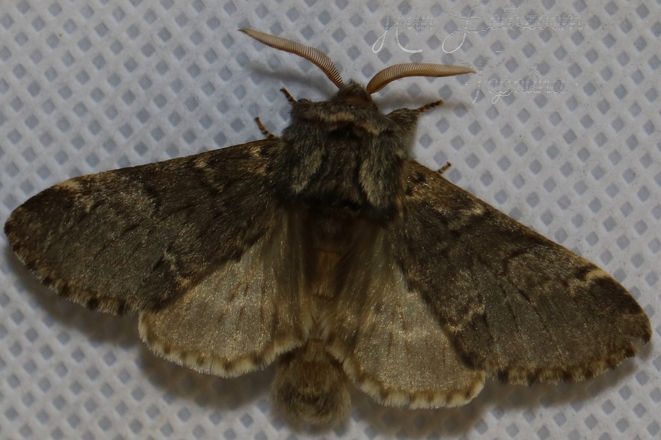 Drymonia ruficornis - cserfa-púposszövő