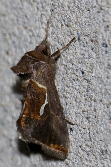 Macdunnoughia confusa - cseppfoltos ezüstbagoly