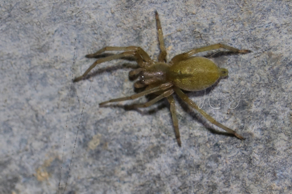 Cheiracanthium