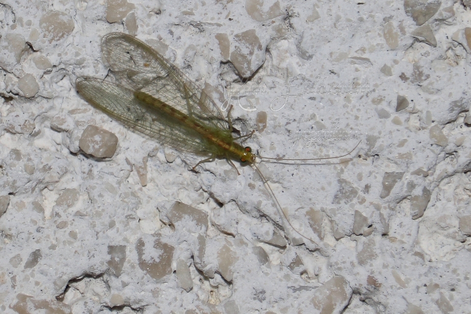 Chrysopidae - zöldfátyolkák